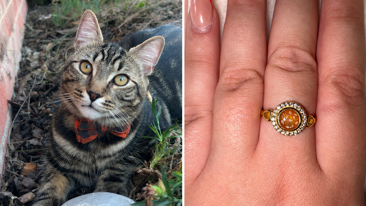 Ned the tabby cat beside Isobella's gold memorial ring made with his ashes