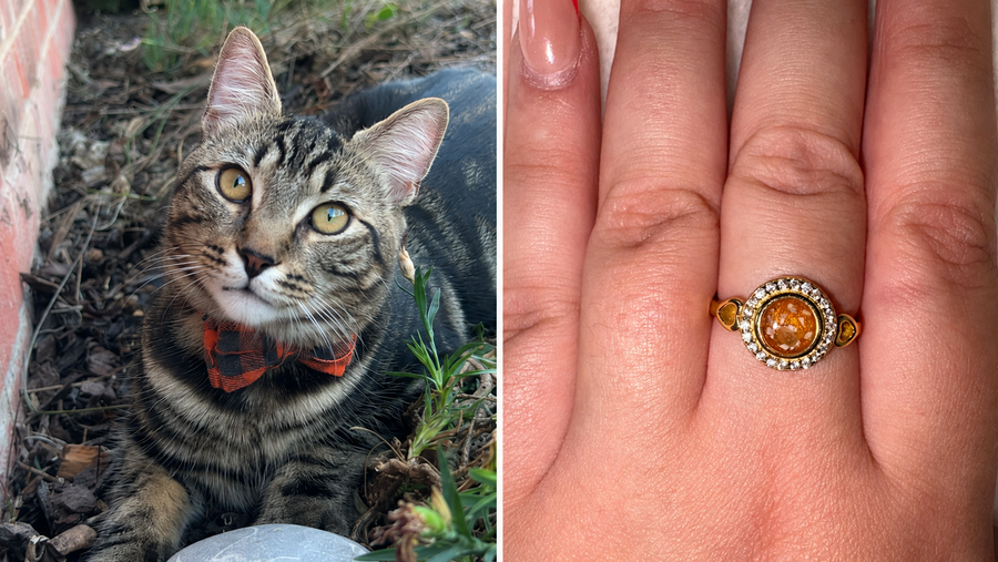 Ned the tabby cat beside Isobella's gold memorial ring made with his ashes